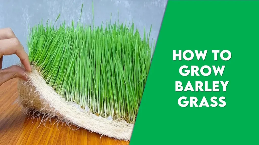 How To Grow Barley Grass