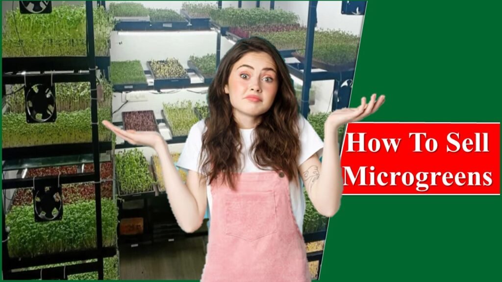 How To Sell Microgreens – Best Tips To Follow