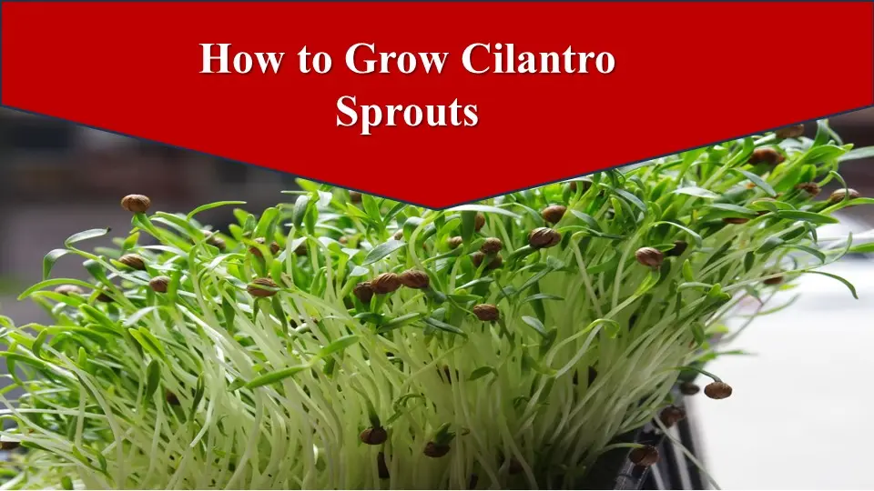 How to Grow Cilantro Sprouts