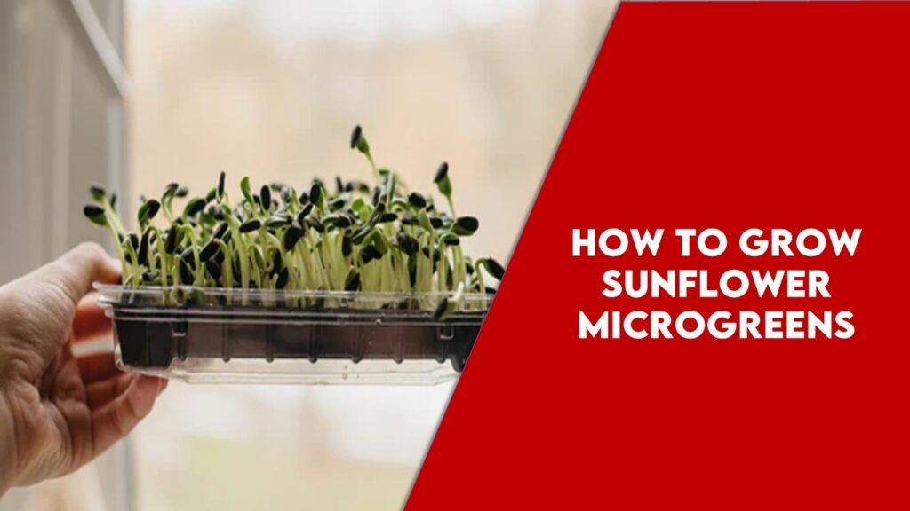 How to grow Sunflower Microgreens – A New Twist Of Nutrition