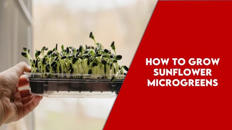 How to grow Sunflower Microgreens