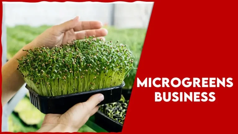 Microgreens Business