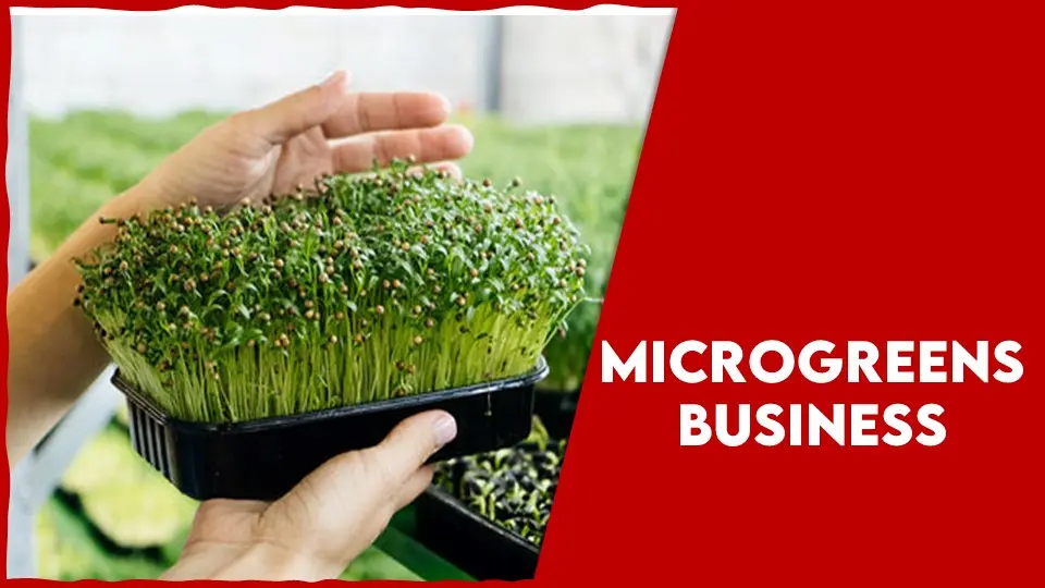Microgreens Business – A New Boost To Entrepreneurial Revolution