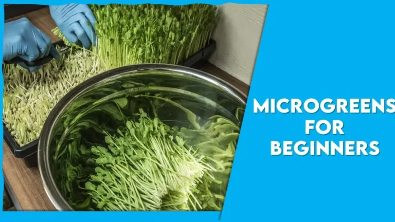 Microgreens For Beginners