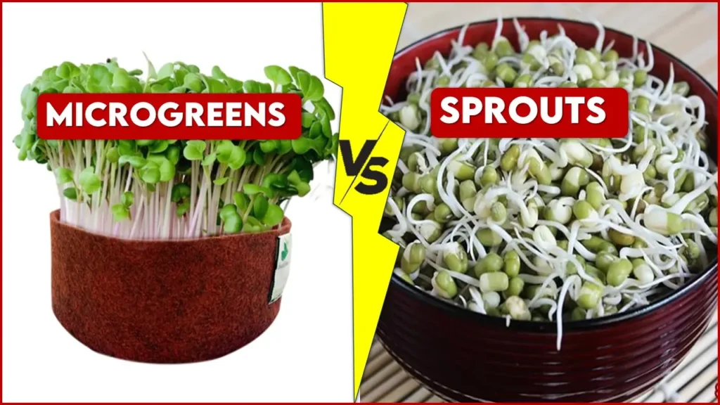  Microgreens vs Sprouts – Are They Same? – Let’s uncover the Facts