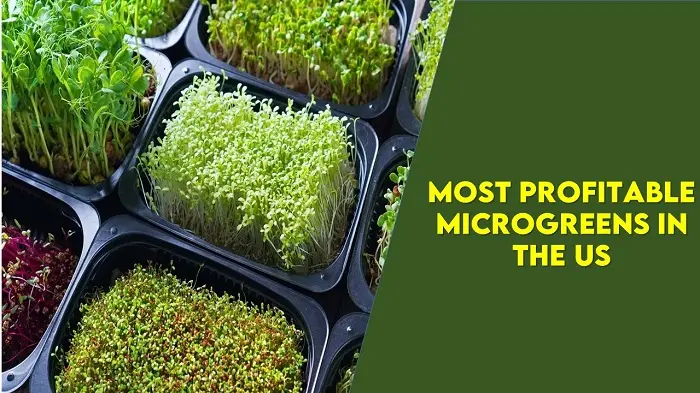 top 10 Most Profitable Microgreens In The Us
