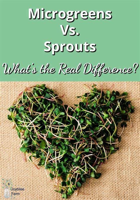Microgreens vs sprouts | Microgreens vs sprouts