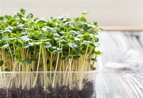 Broccoli microgreens | Most profitable microgreens in the us