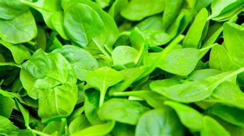 Baby greens | Who invented microgreens