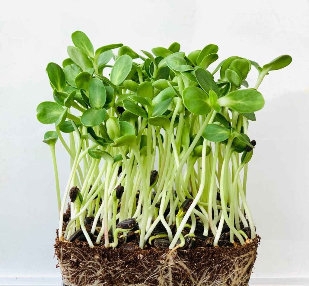Sunflower microgreens | most profitable microgreens in the us