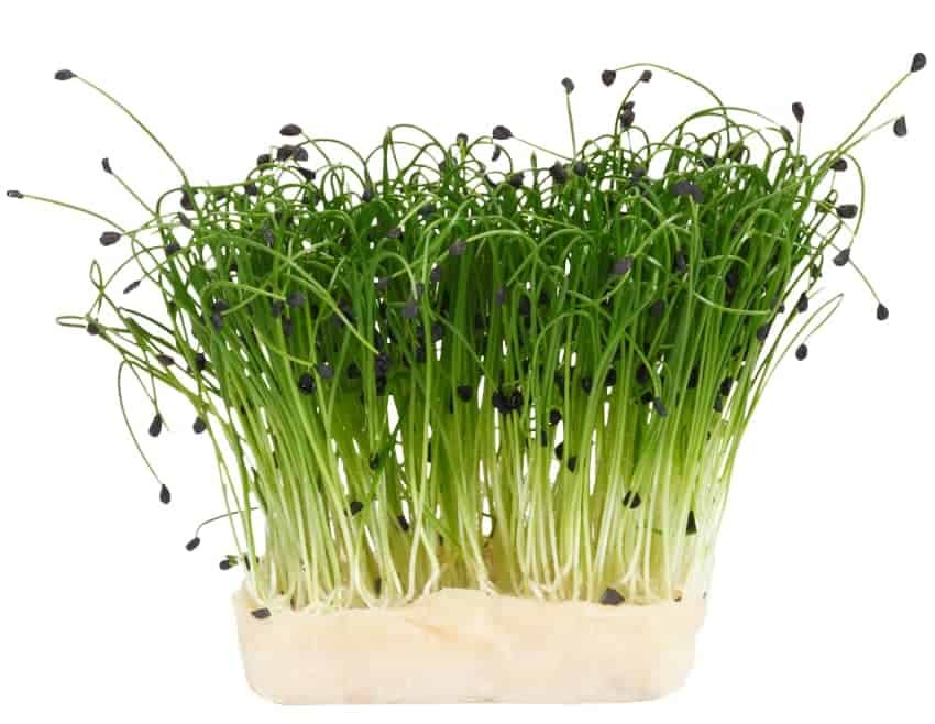 Chive microgreens | Most profitable microgreens in us