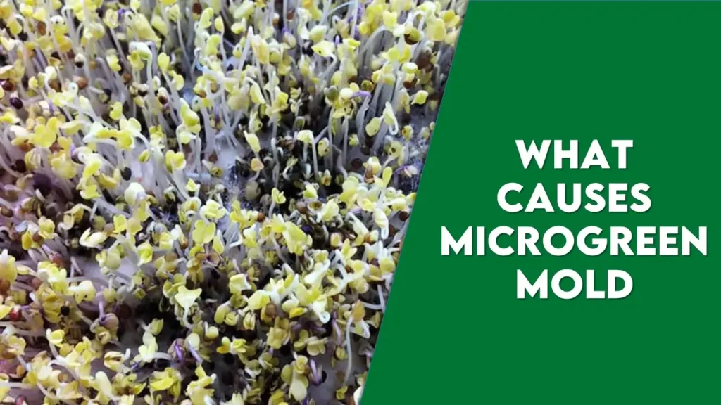 What Causes Microgreen Mold