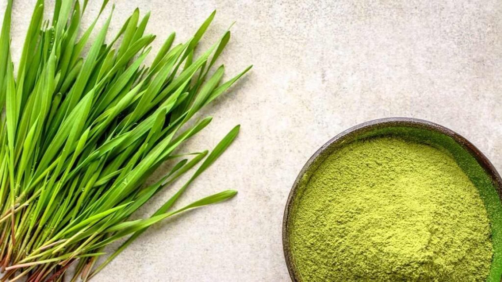 Barley grass value added products | how to grow barley grass