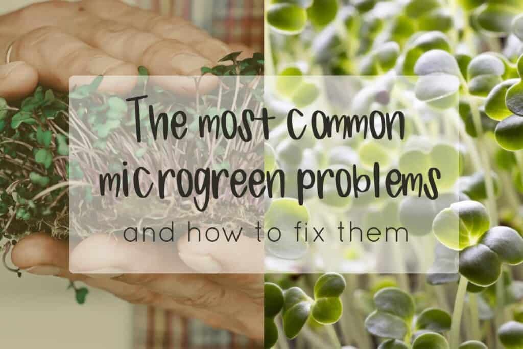 Microgreens problems | Microgreens for beginners

