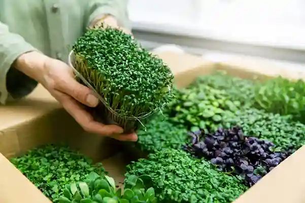 Microgreens | Microgreens vs sprouts