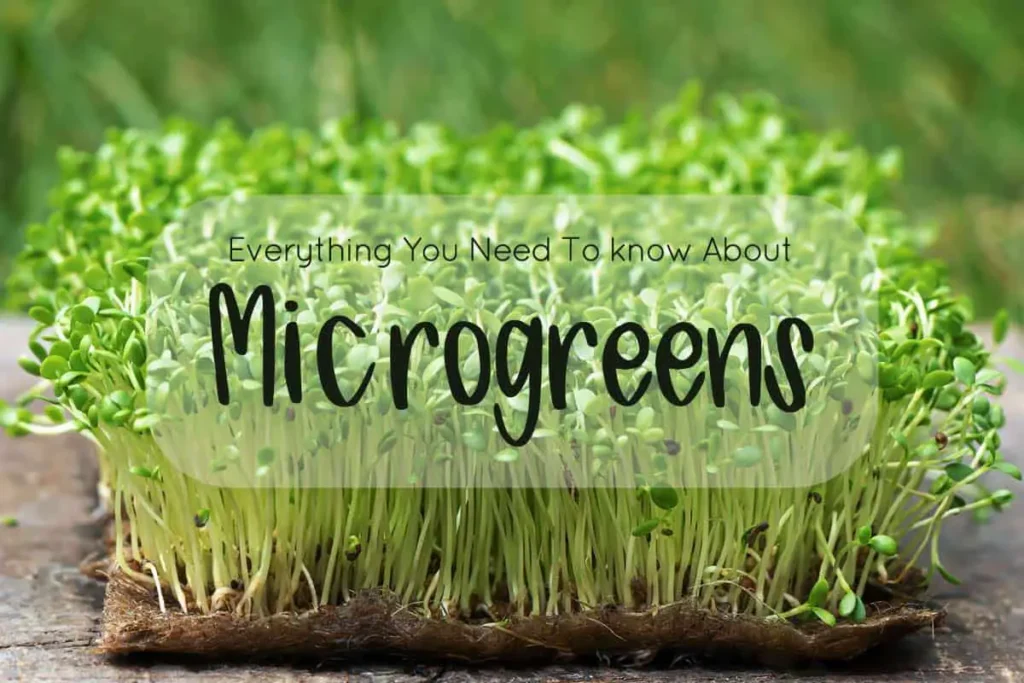 Who invented microgreens | Who invented microgreens
