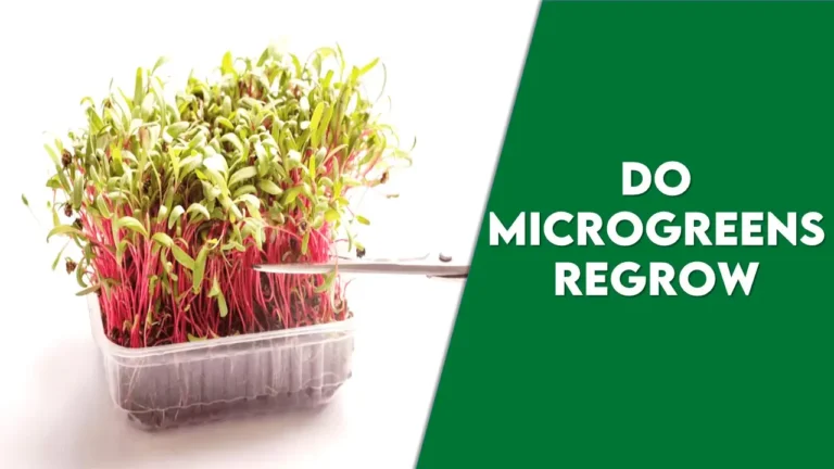 Do Microgreens Regrow