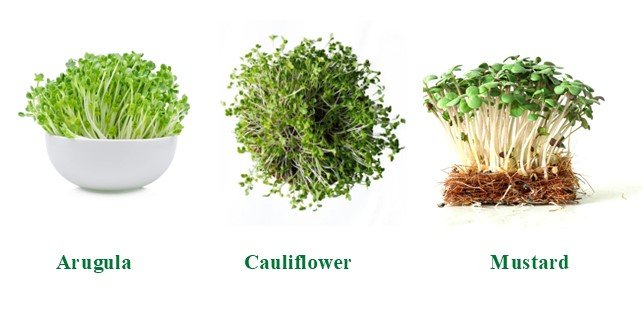 Arugula microgreens, Cauliflower microgreens, Mustard microgreens