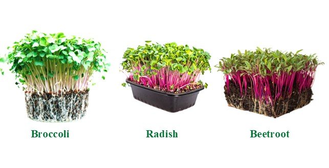 Broccoli microgreens , Radish microgreens, Beetroot Microgreens