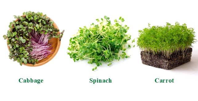 Cabbage Microgreens , Spinach microgreens , Carrot microgreens