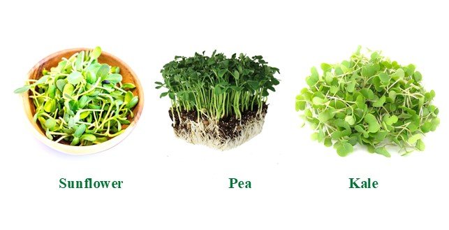 Sunflower microgreens, Pea microgreens, Kale microgreens