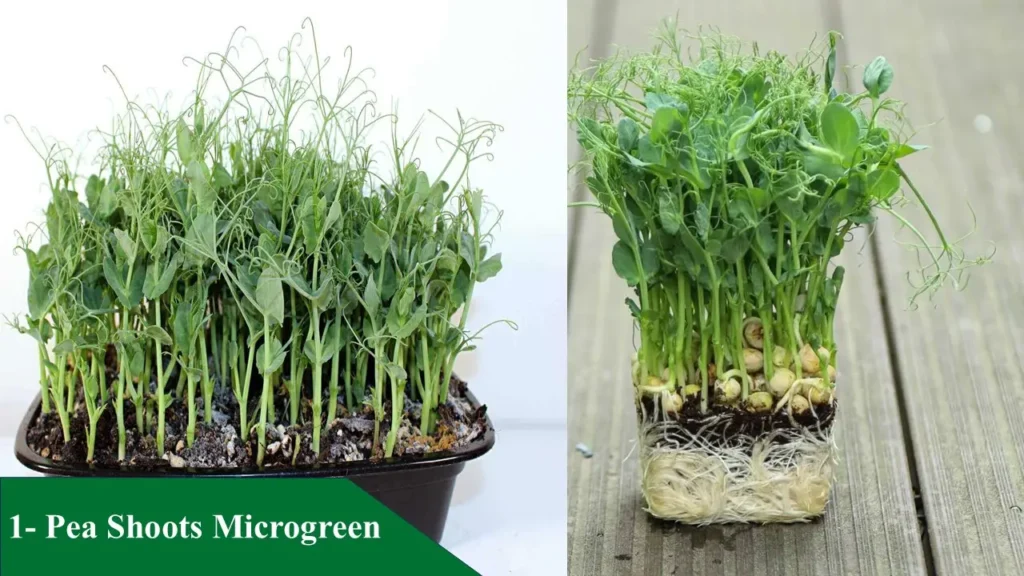 Pea Shoots Microgreen