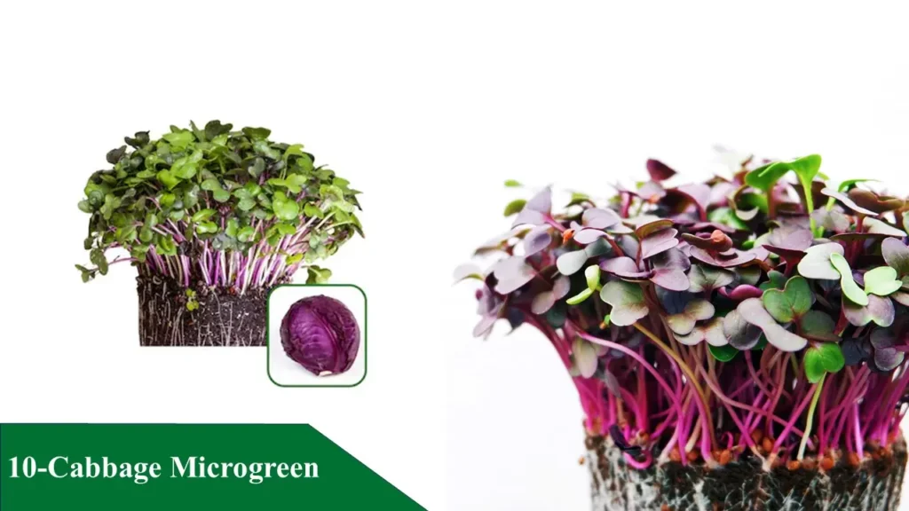 Cabbage Microgreen
