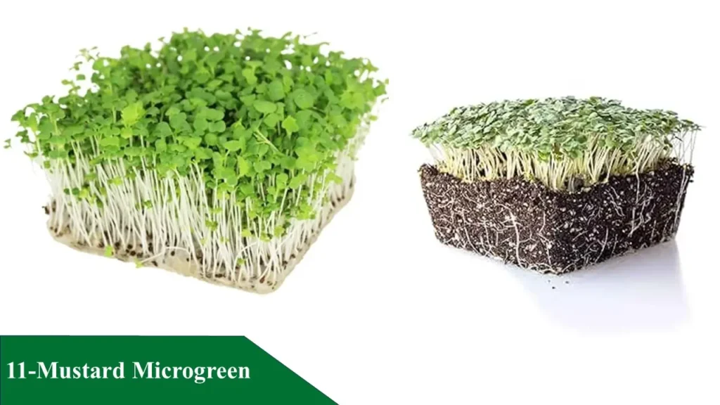 Mustard Microgreen