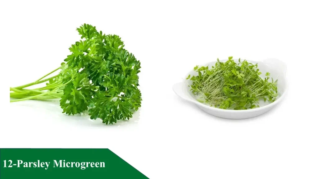 Parsley Microgreen