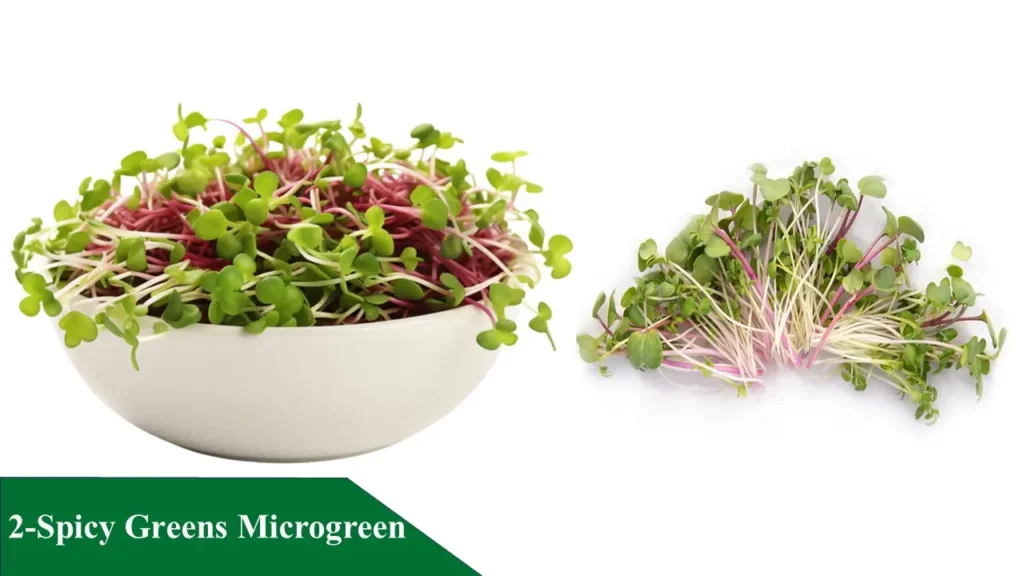 Spicy Greens Microgreen