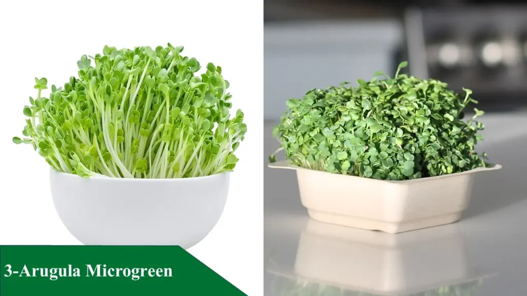 Arugula Microgreen