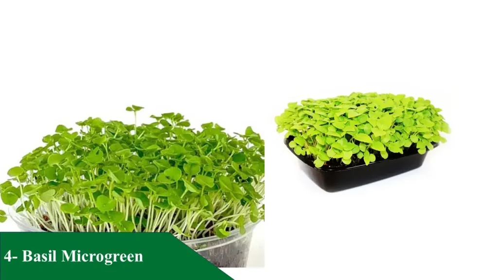 Basil Microgreen