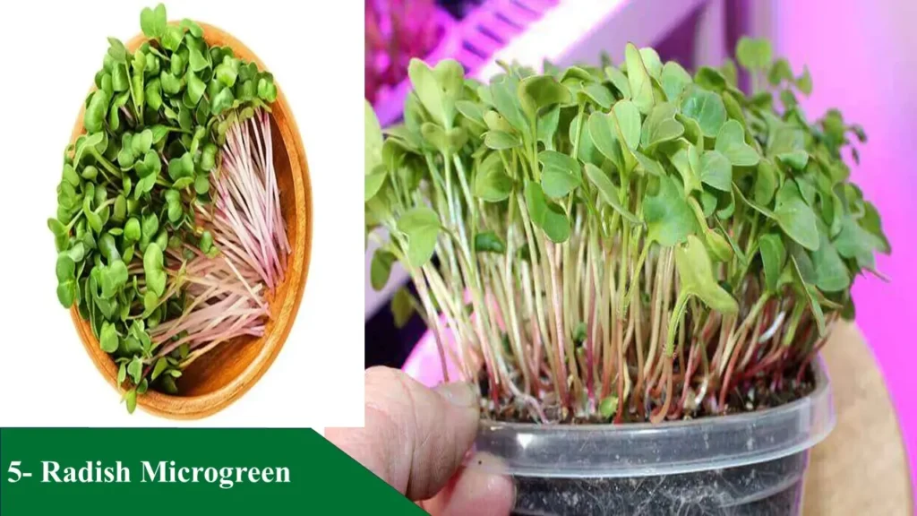 Radish Microgreen