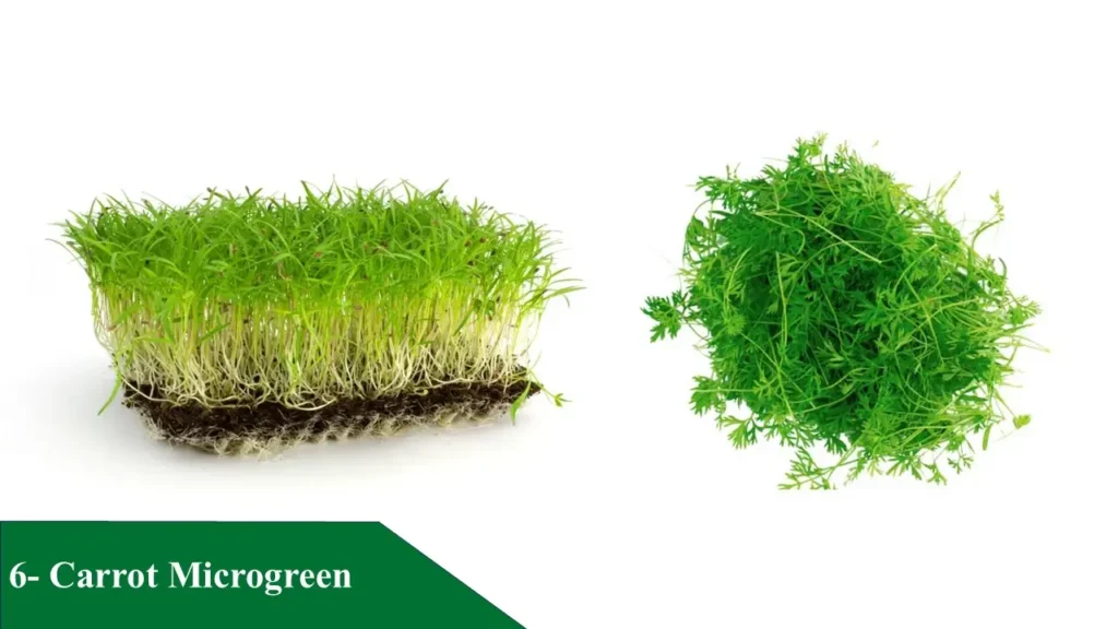 Carrot Microgreen