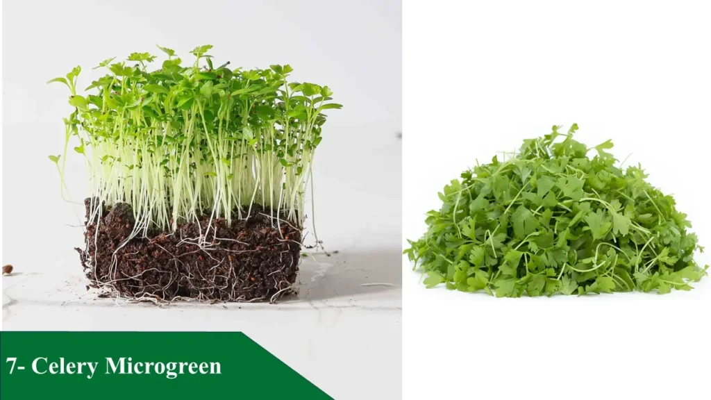 Celery Microgreen