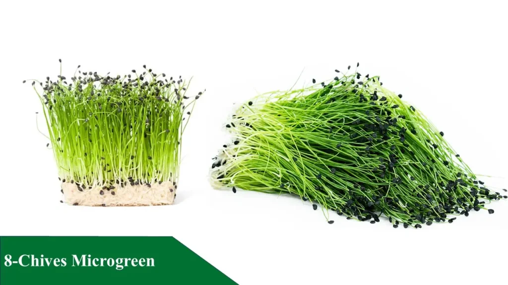Chives Microgreen