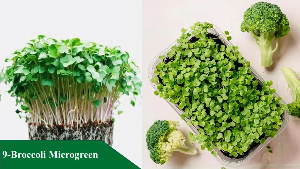 Broccoli Microgreen
