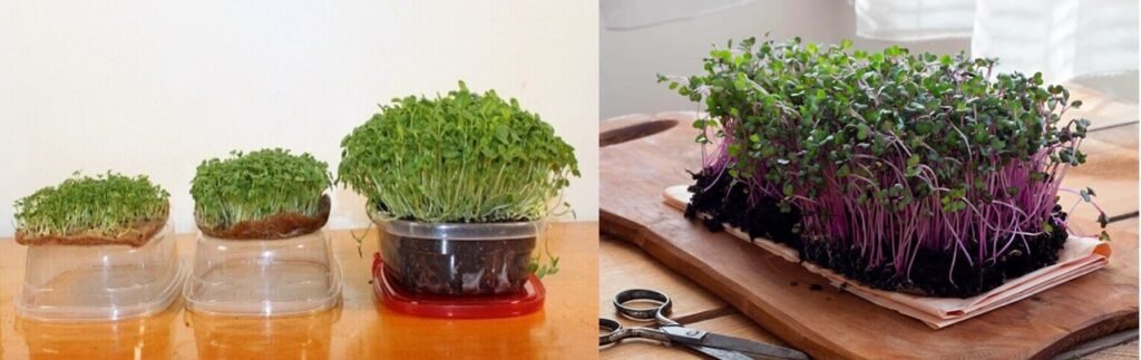 Breeding Ground - microgreen in Soil