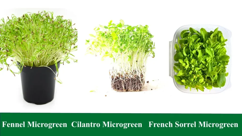 Fennel Microgreen, Cilantro Microgreen, French Sorrel Microgreen