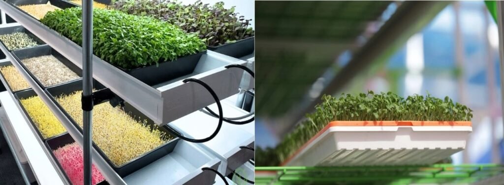 How to Grow microgreen Hydroponically