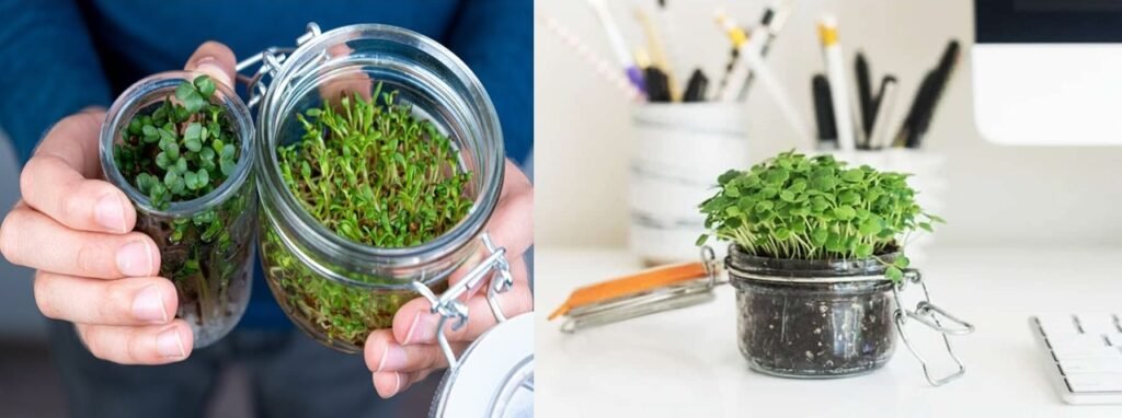 How to grow microgreen in glass container